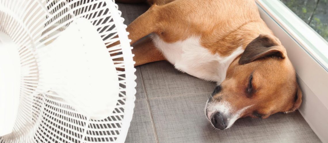 Canicule : bien protéger son chat ou son chien de la chaleur Canicule : bien protéger son chat ou son chien de la chaleur