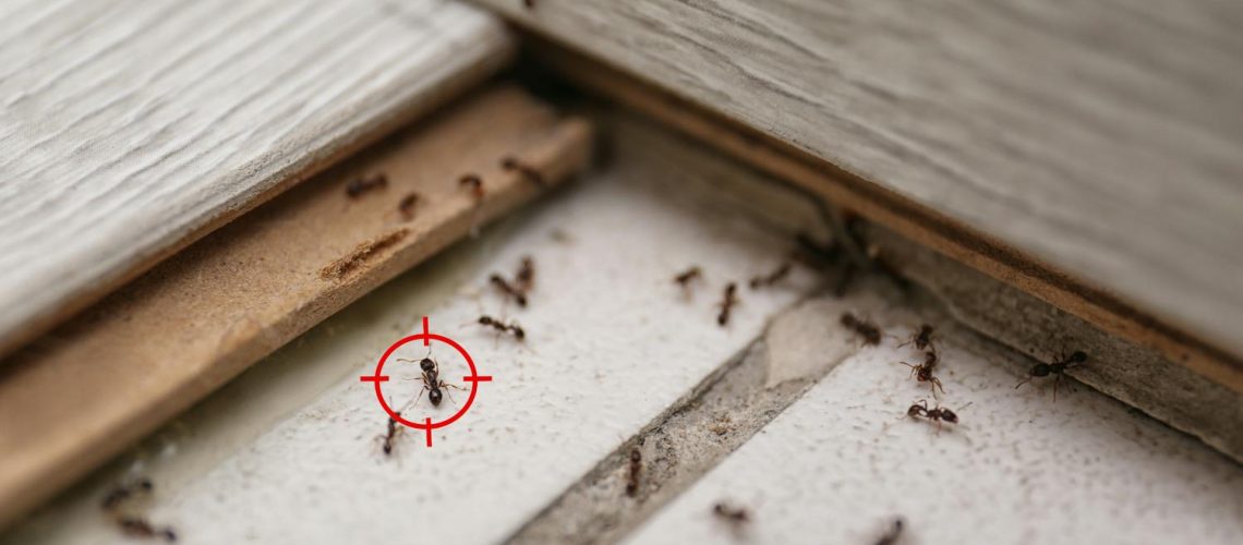 Myrmécophobie : tout savoir sur la peur panique des fourmis Myrmécophobie : tout savoir sur la peur panique des fourmis